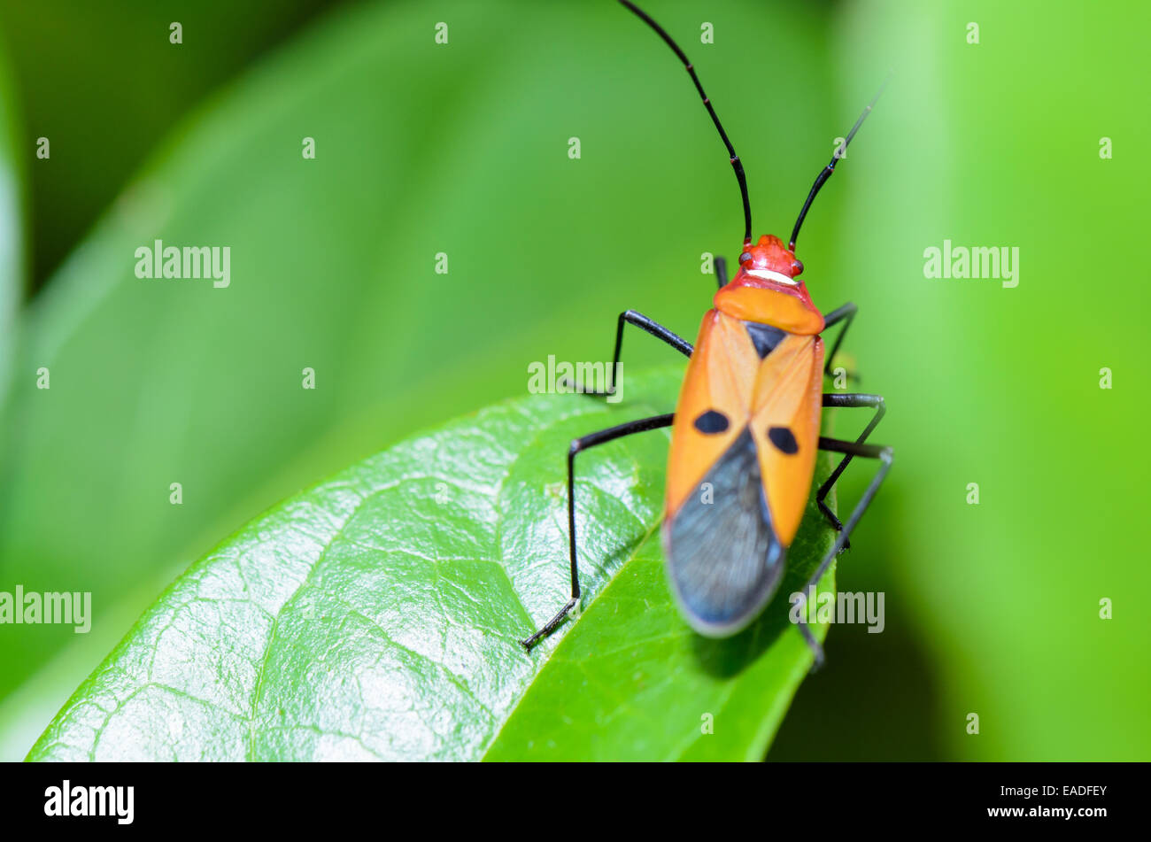 Red Cotton Bug (Dysdercus cingulatus) Close-up on a green leaf Stock Photo