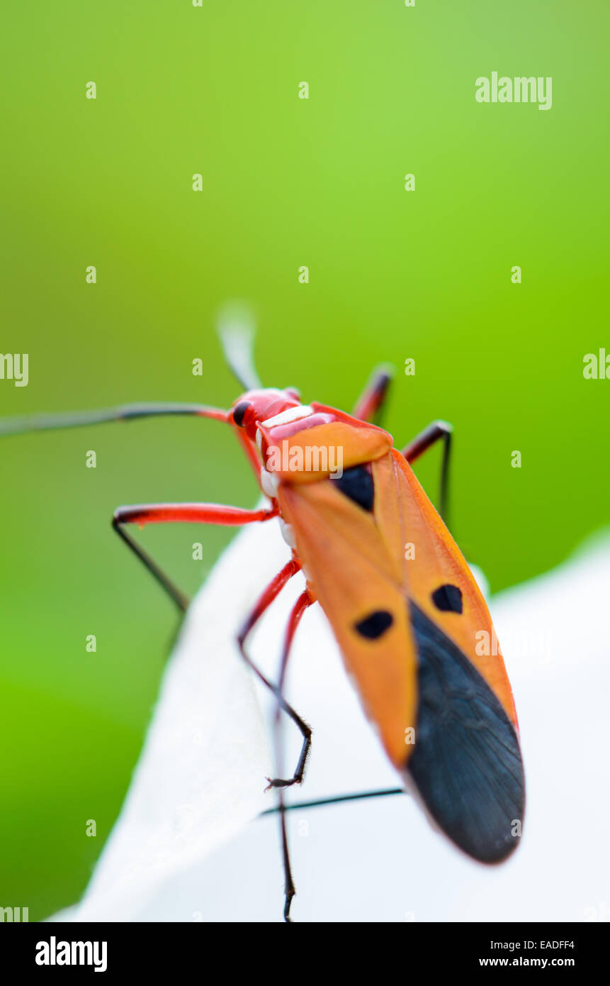 Red Cotton Bug (Dysdercus cingulatus) Close-up on a white leaf Stock Photo