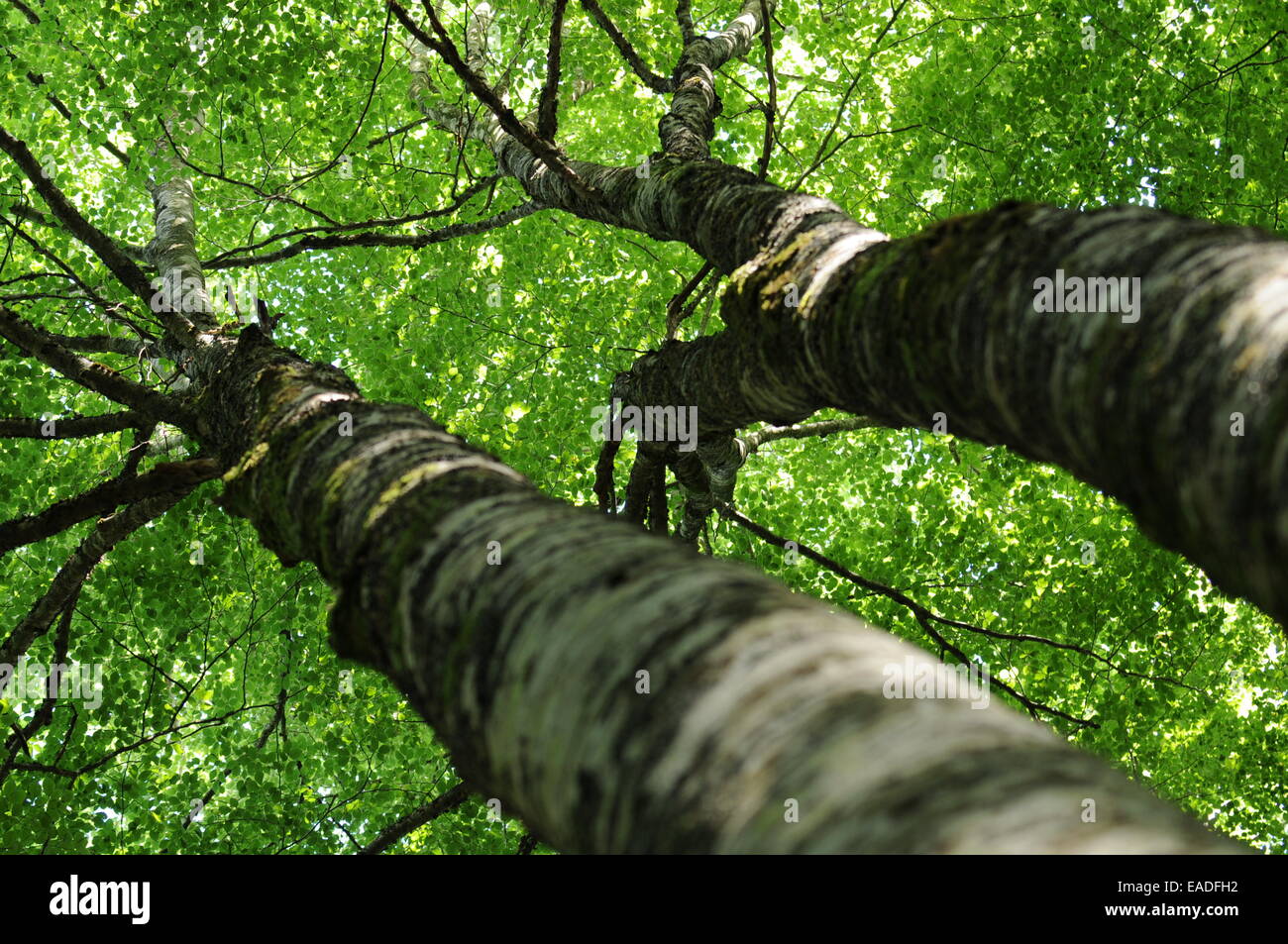 árbol de campo de verano hi-res stock photography and images - Alamy