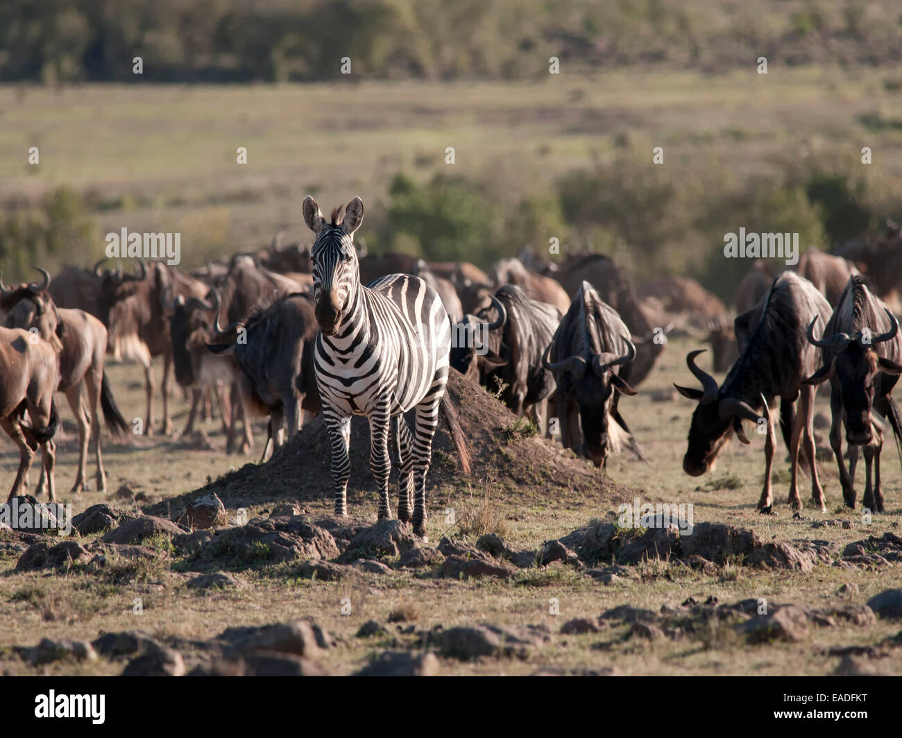 A Burchell's Zebra ( Equus burchelli ) and wildebeest ( Connochaetes