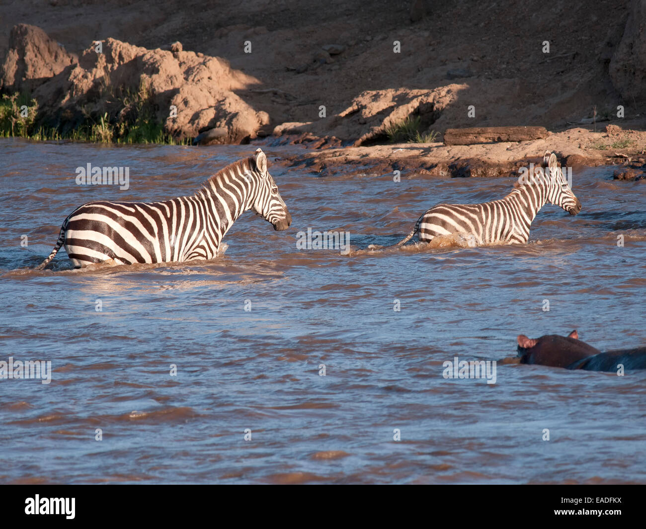 Two Burchell's or common zebra ( Equus burchelli ) cross the Mara river under the watchful eye of a hippopotamus Stock Photo