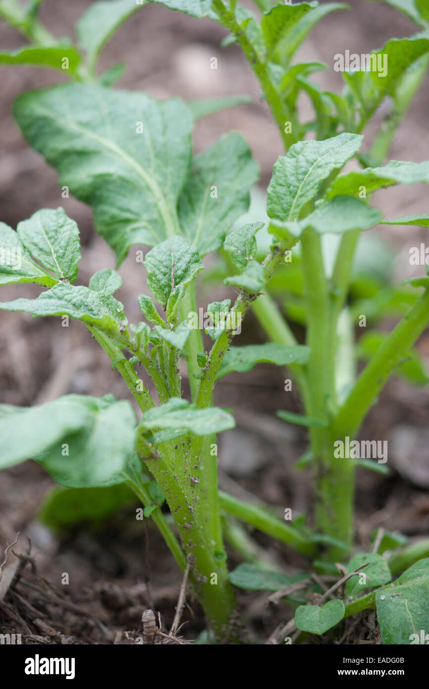Young broccoli sprouts plants Stock Photo Alamy