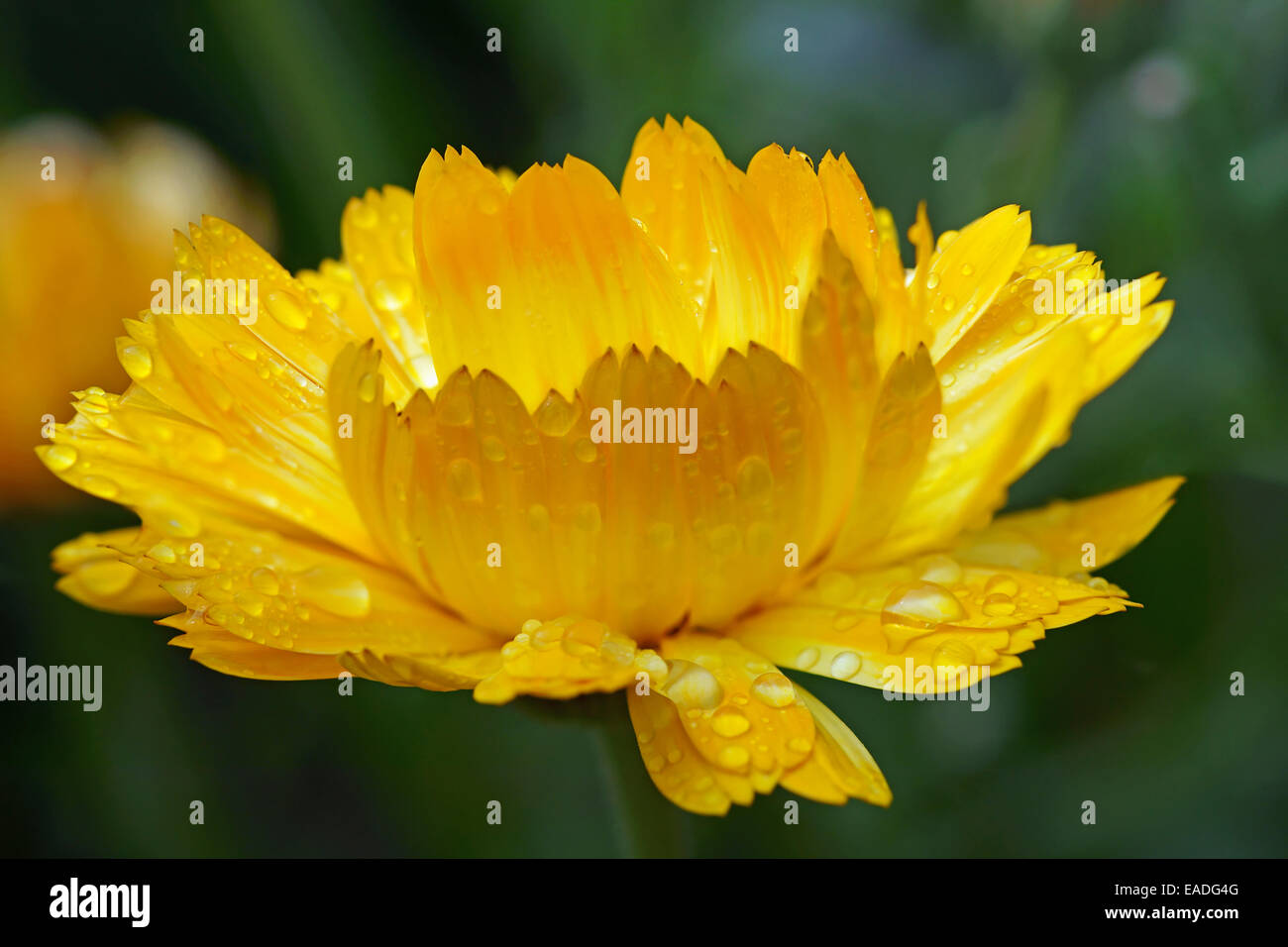 Marigold, Calendula officinalis, Yellow subject, Green background. Stock Photo