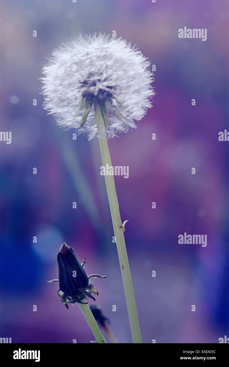 Dandelion, Taraxacum officinale, White subject, Purple background. Stock Photo