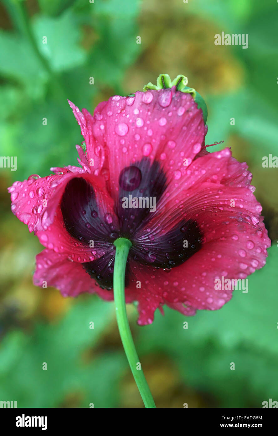 Poppy, Oriental poppy, Papaver orientale 'Patty's Plum', Red subject