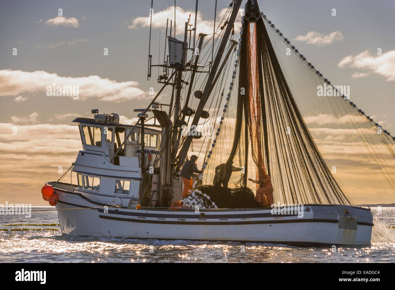Boat,Alaska,Sitka Sac Roe Herring fishery Stock Photo Alamy