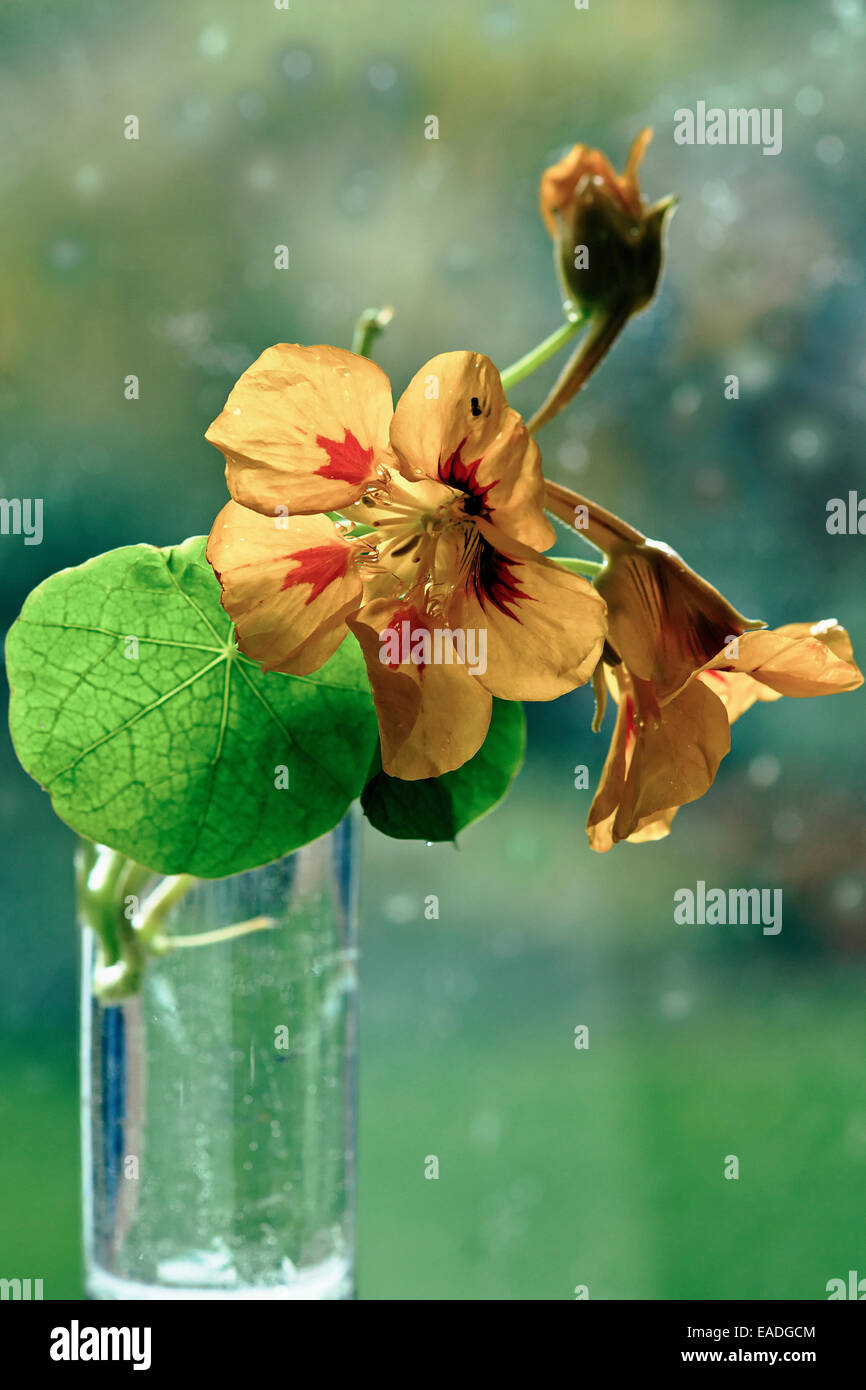 Nasturtium, Tropaeolum majus, Orange subject. Stock Photo