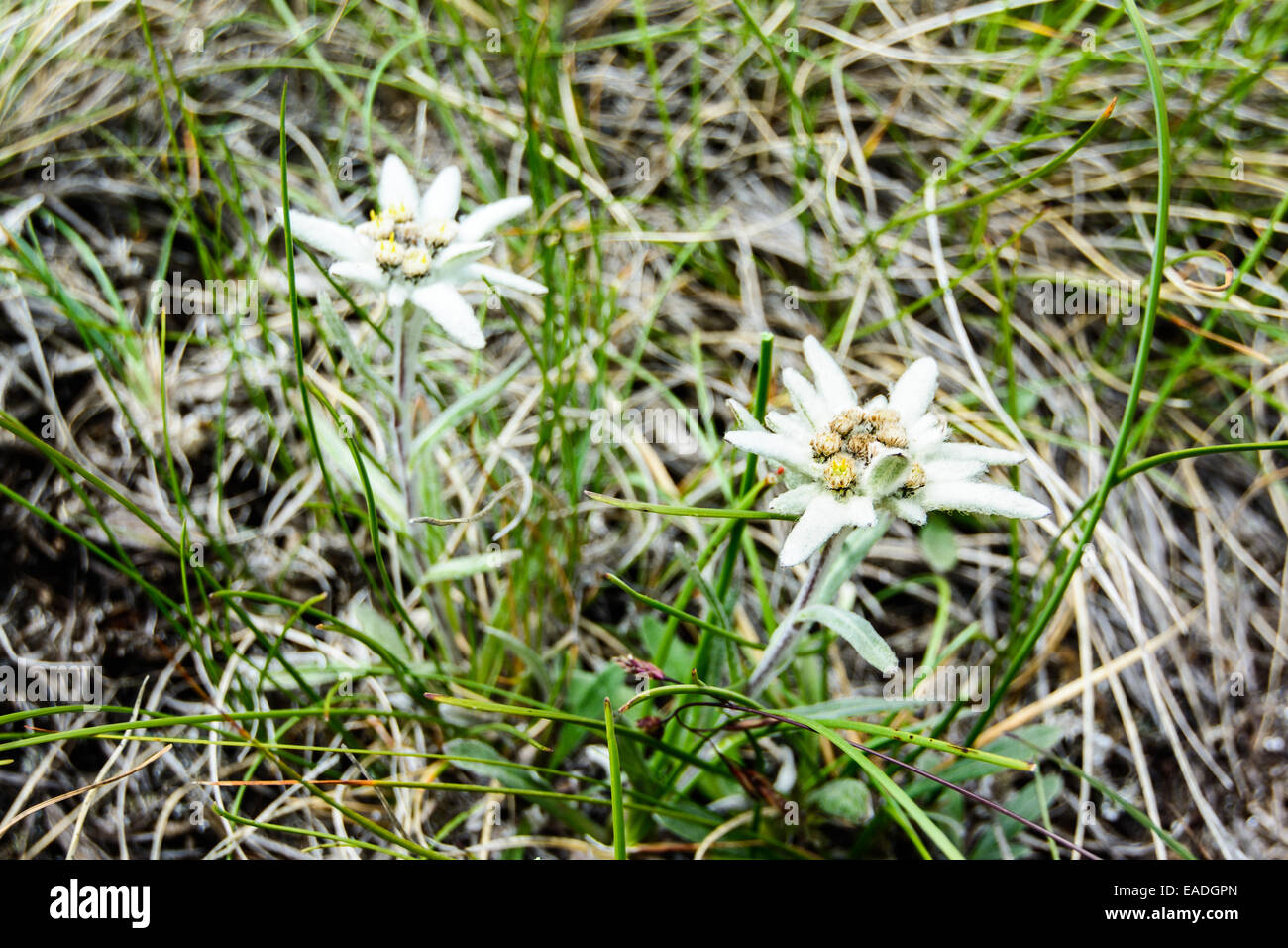 A group of wild edelweiss flower close up with blurry background. Stock Photo