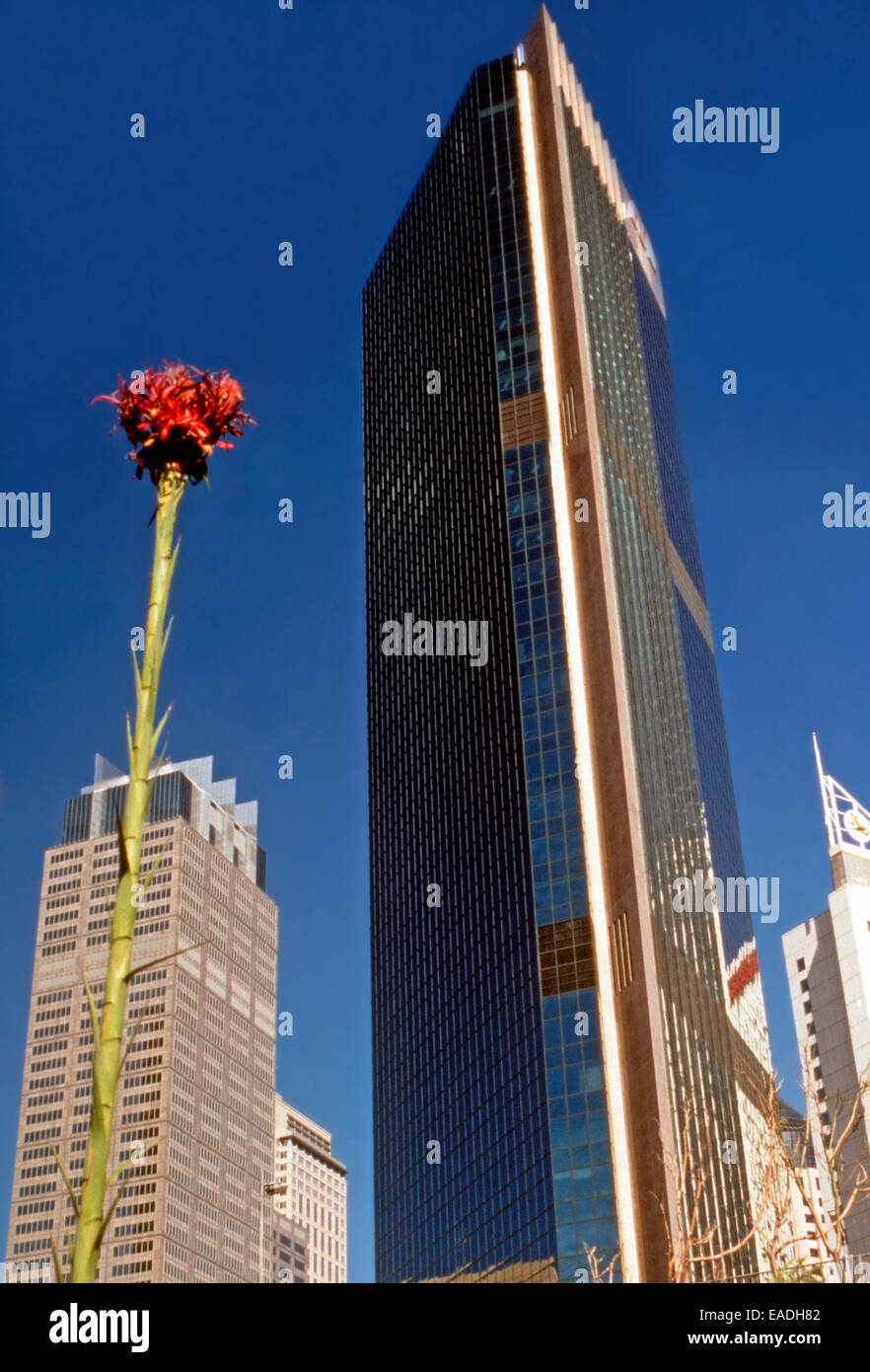 The bloom of the waratah competes with the Sydney Skyline,Australia Stock Photo