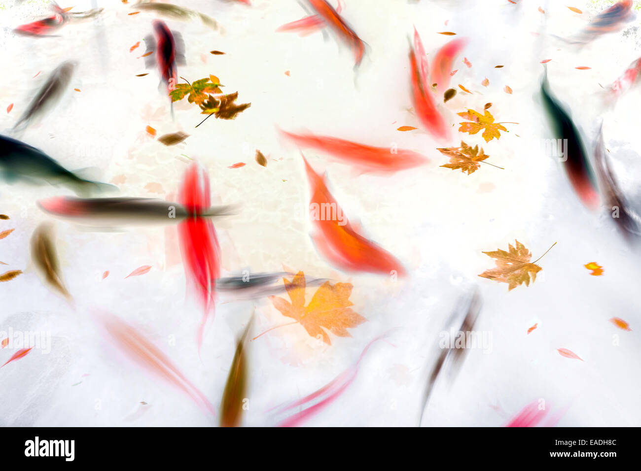 Koi Fish Swimming in Pond with Fall Leaves Abstract Watercolor Illustration Stock Photo