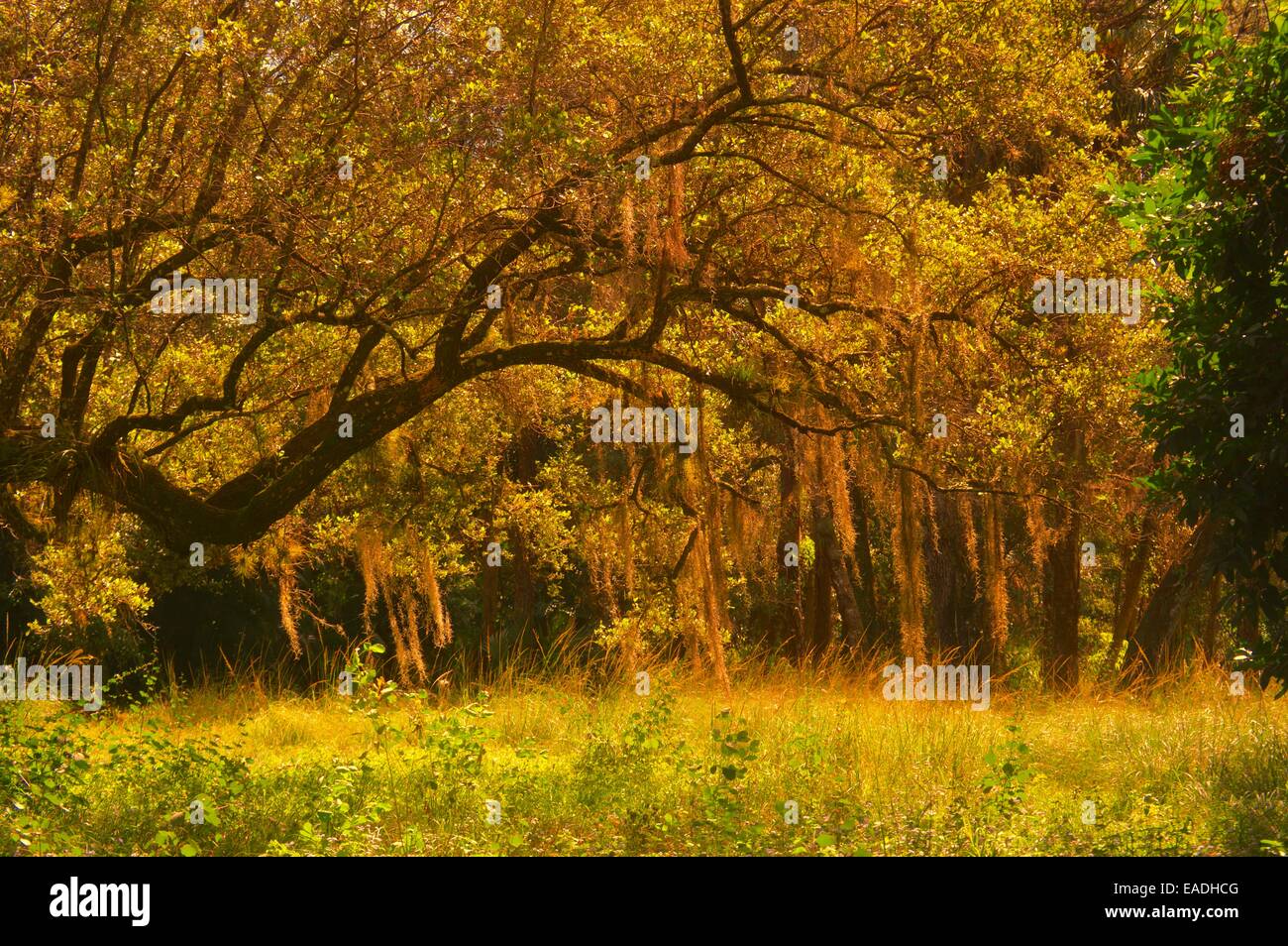 Spanish moss hanging from a southern oak tree Stock Photo Alamy