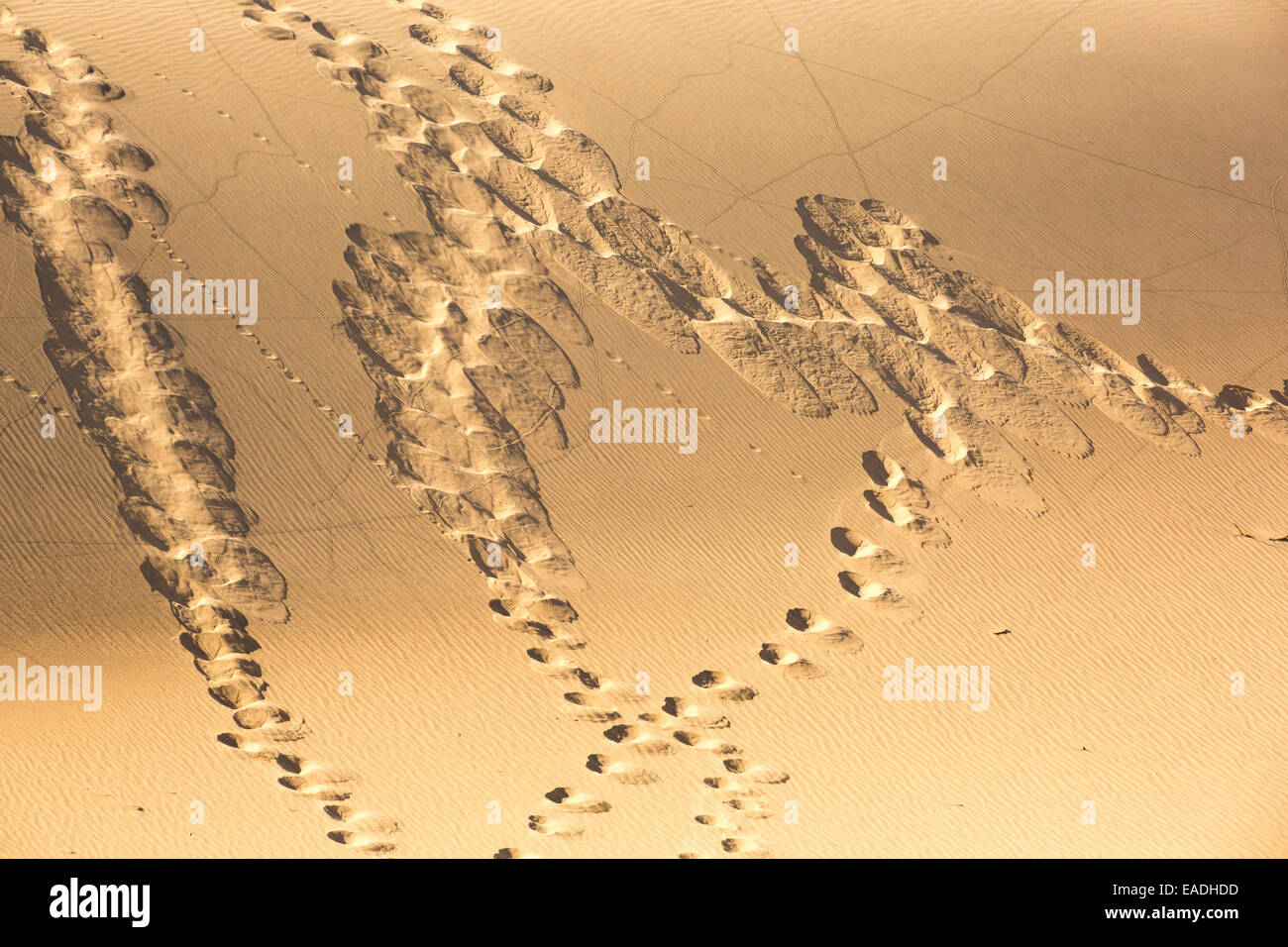 Footprints and lizard tracks on the Mesquite flat sand dunes in Death
