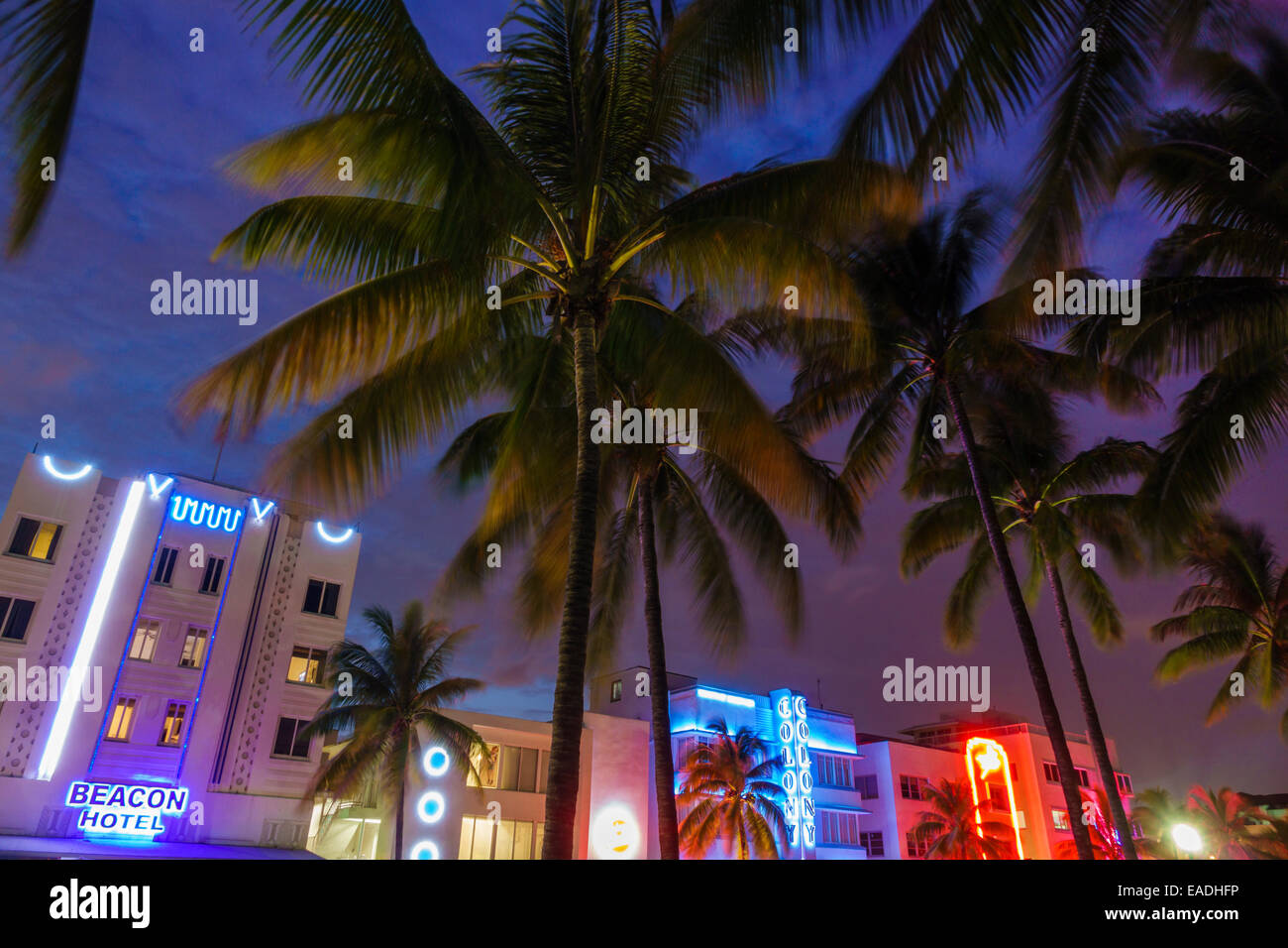Miami Beach Florida,Ocean Drive,dusk,evening,night,palm trees,Beacon,Colony,hotel,buildings,neon,FL140930014 Stock Photo