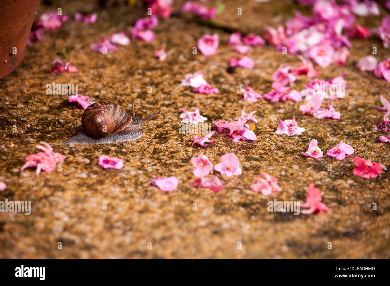 Snail among petals Stock Photo