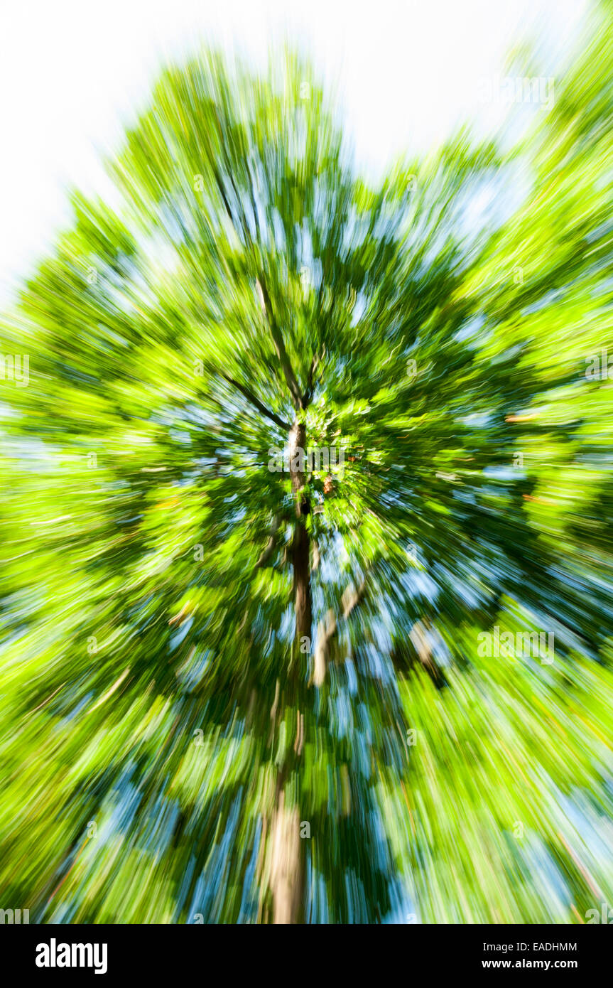 Zoom burst image of a tree Stock Photo
