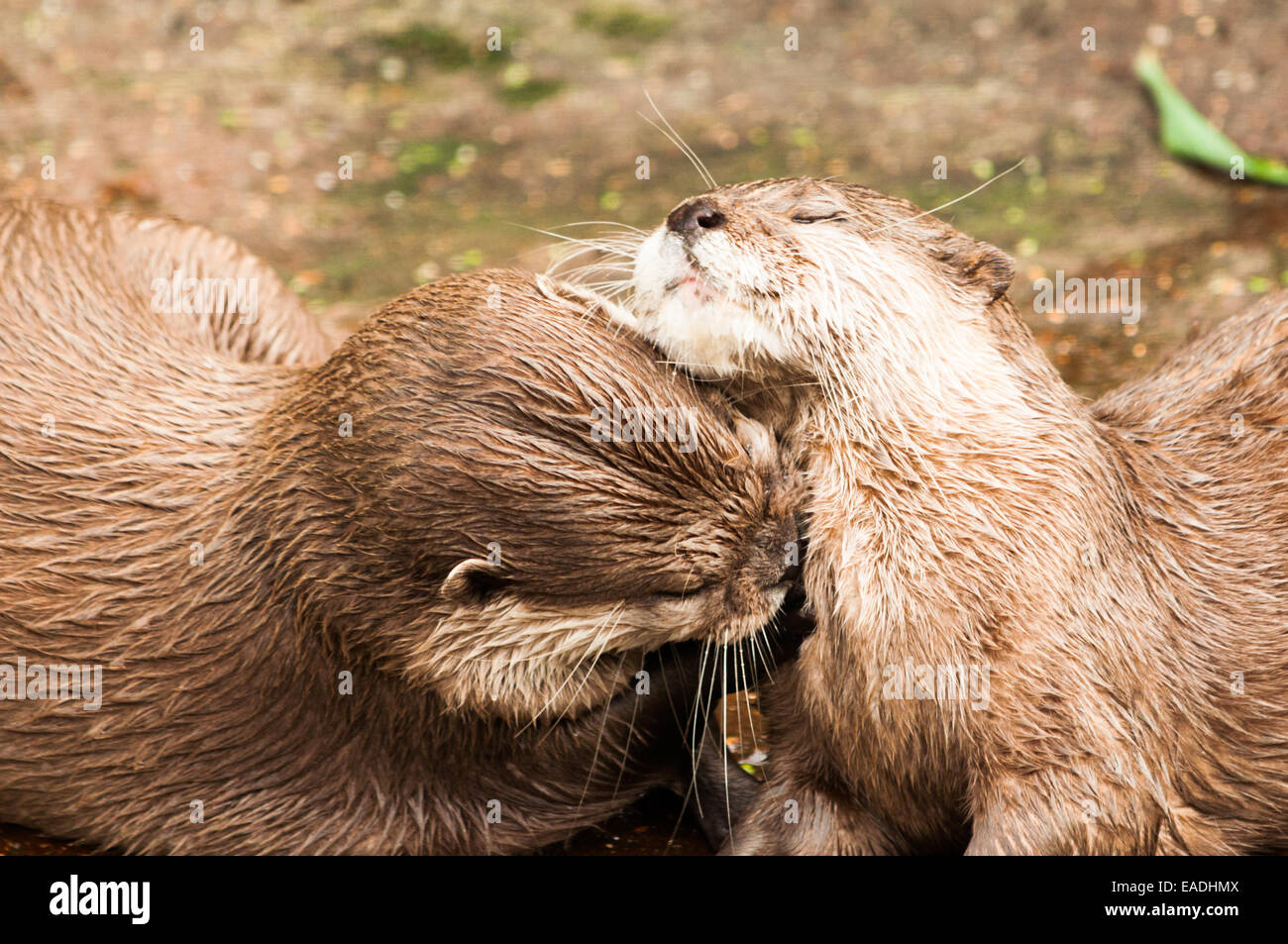 Otters playing Stock Photo