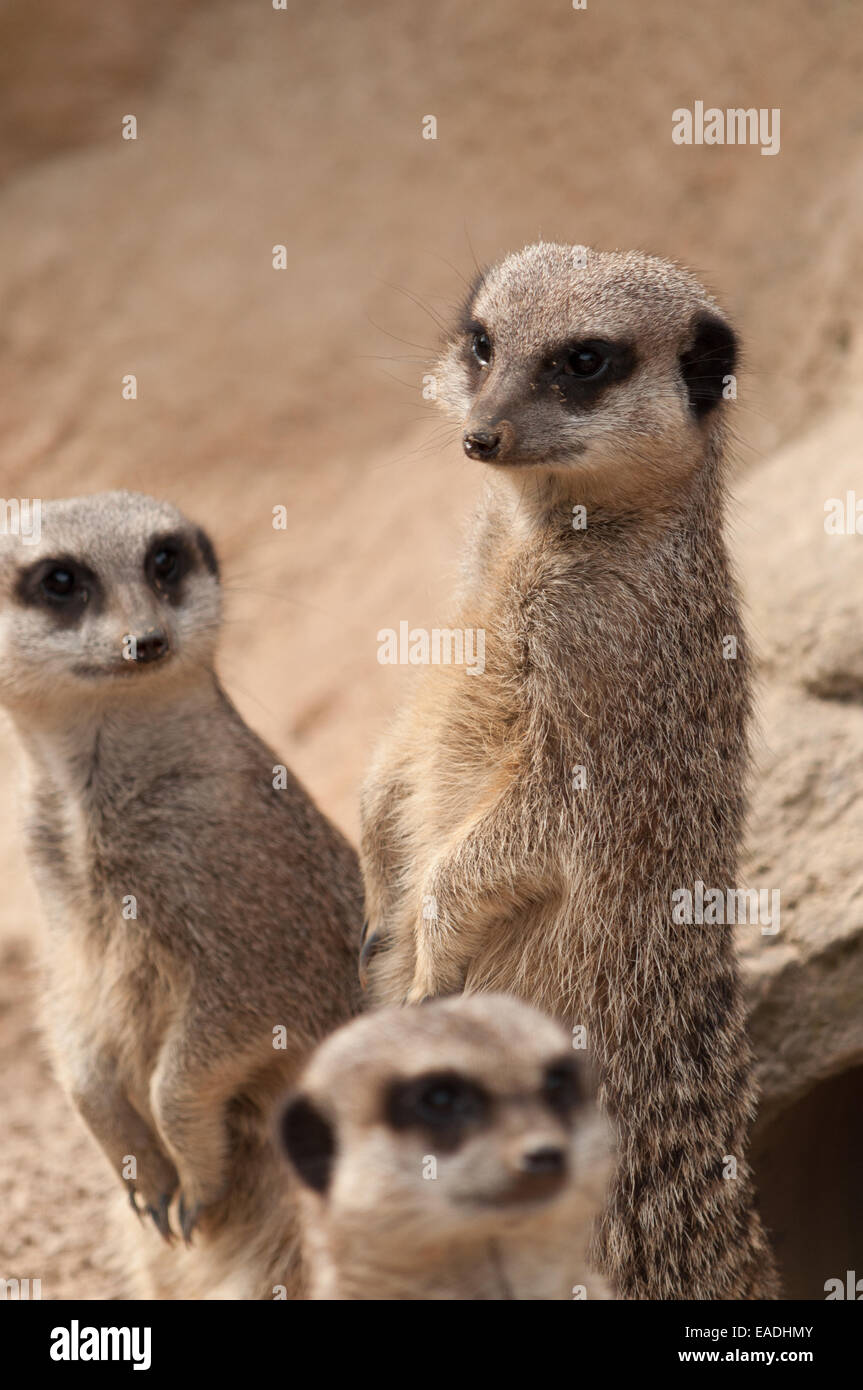 Meerkats on the lookout Stock Photo