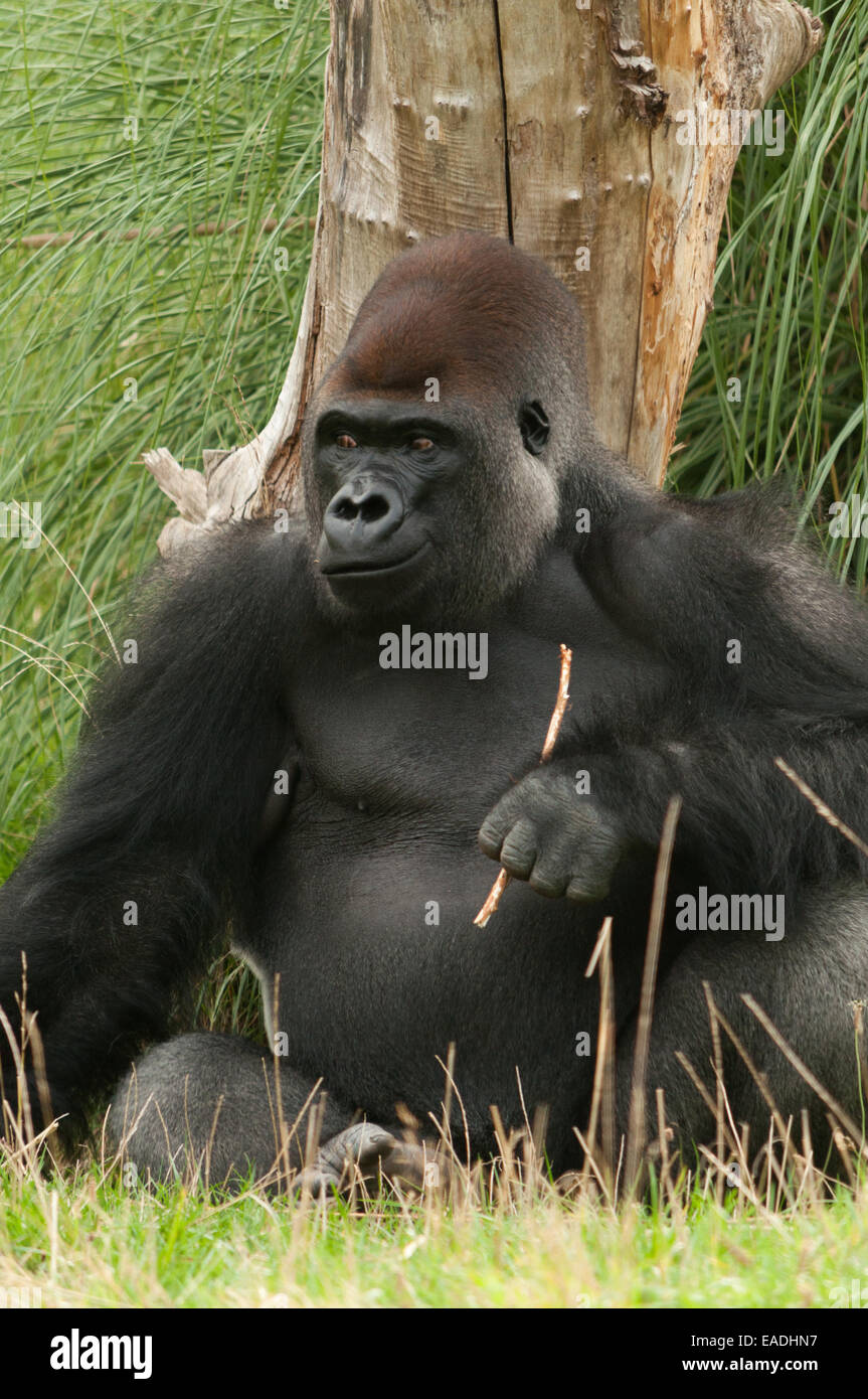 Gorilla sat in the grass Stock Photo