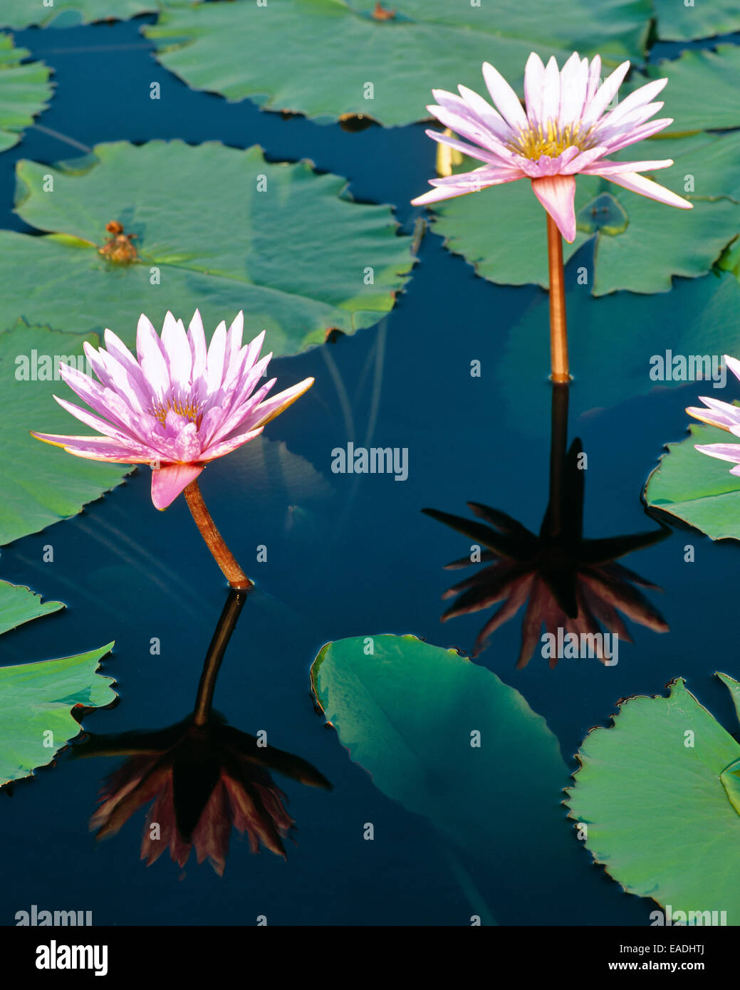lotus flower and leaves in bloom in water garden Stock Photo