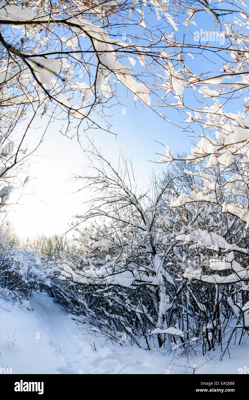snowy winter forest Stock Photo - Alamy