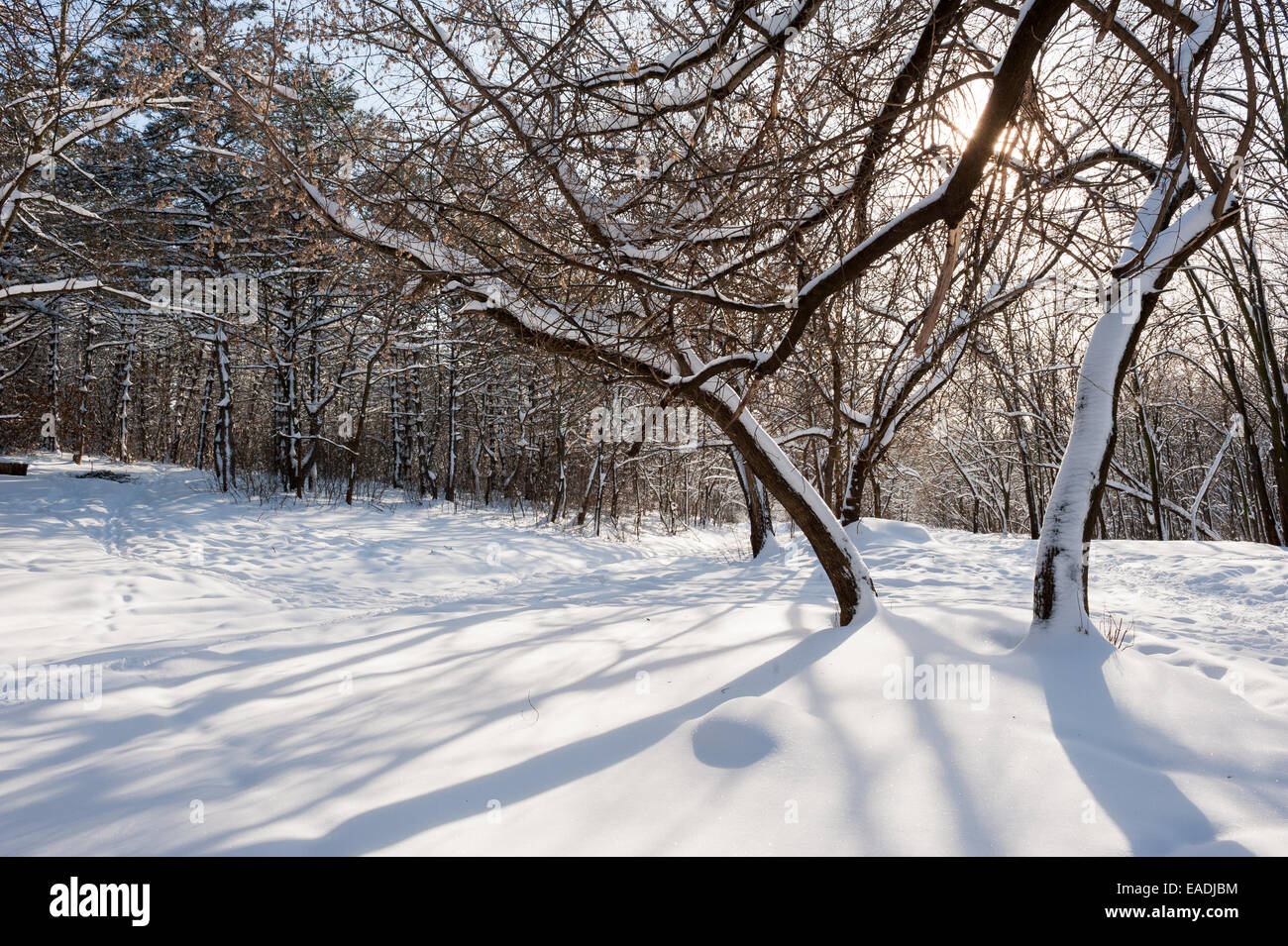 snowy winter forest Stock Photo - Alamy