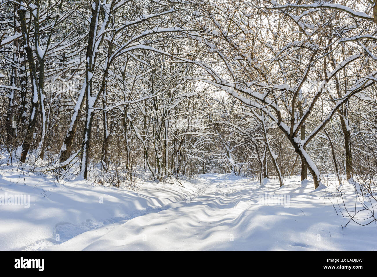 snowy winter forest Stock Photo - Alamy