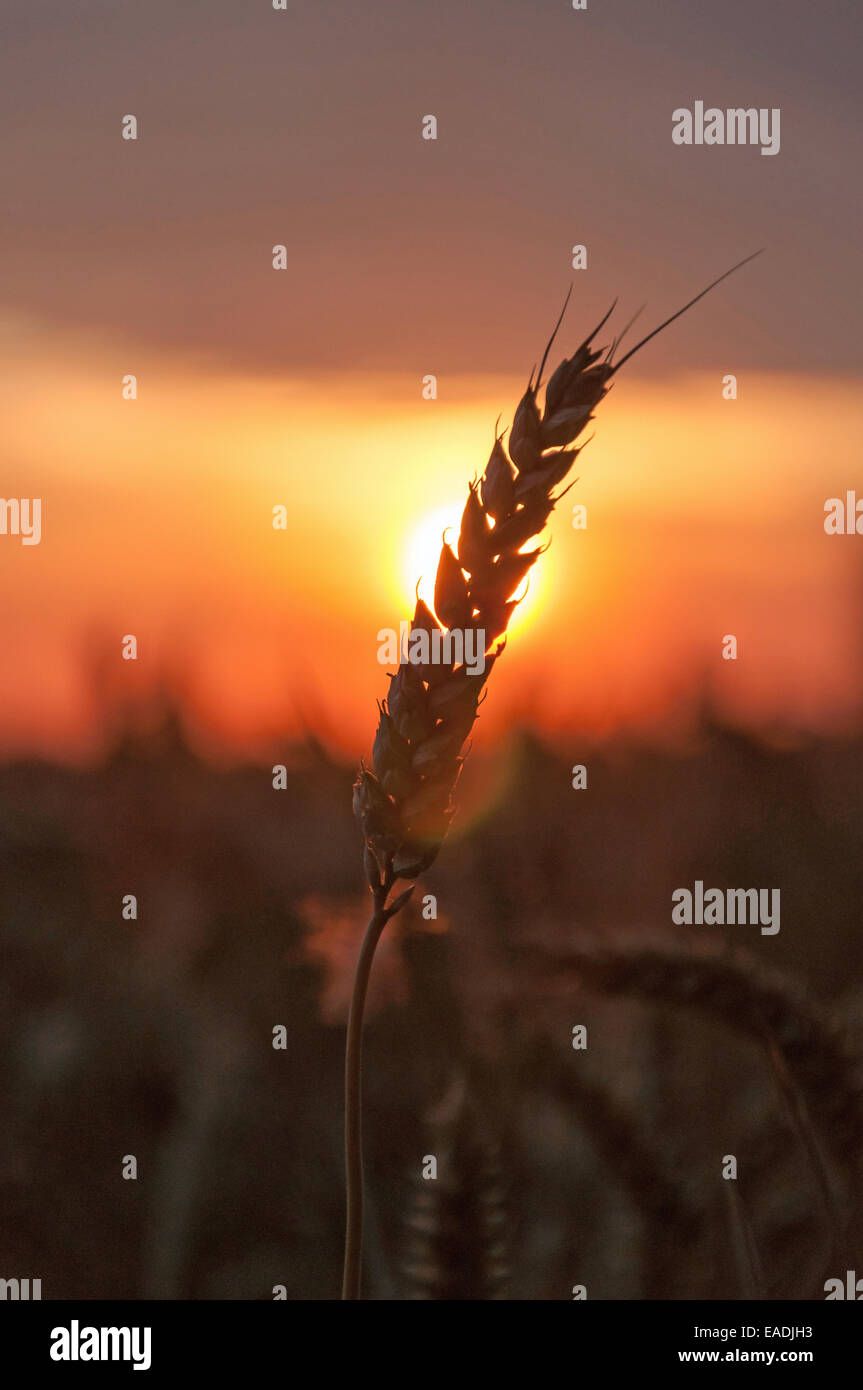 Ear of corn against setting sun Stock Photo