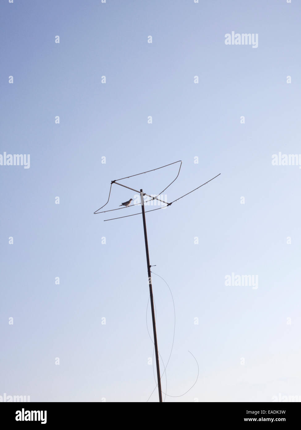 Mourning Dove on television Antenna Stock Photo