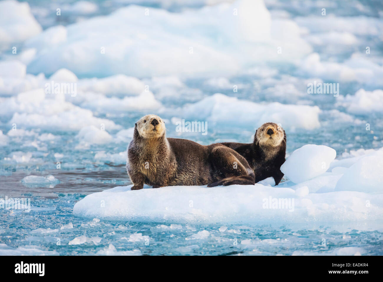 Alaska northern sea otter hi-res stock photography and images - Alamy