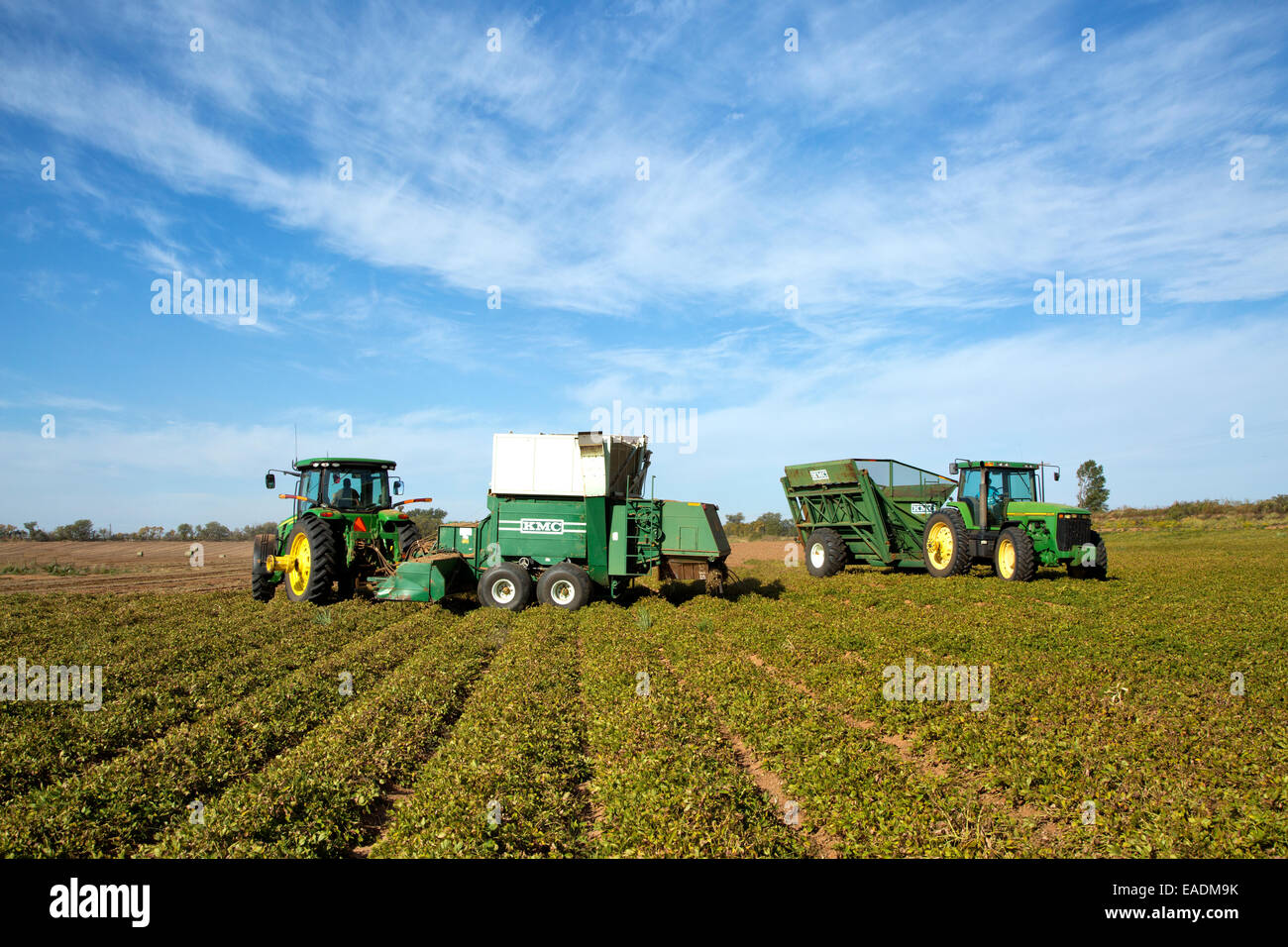 Peanut harvest,  8100 John Deere tractor,  harvester & bankout wagon operating in field. Stock Photo