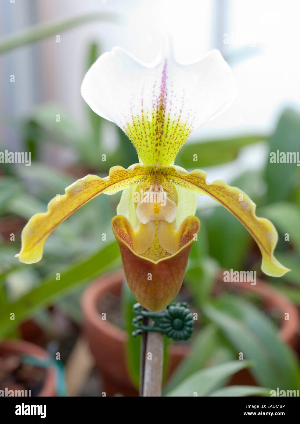 Orchid in green house Stock Photo