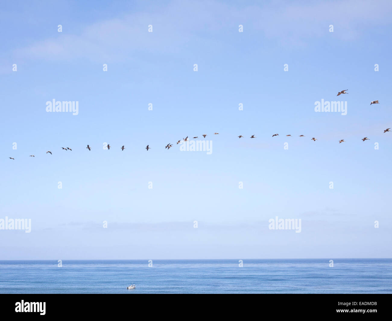 Pelicans flying over the Pacific Ocean in San Diego, California Stock Photo