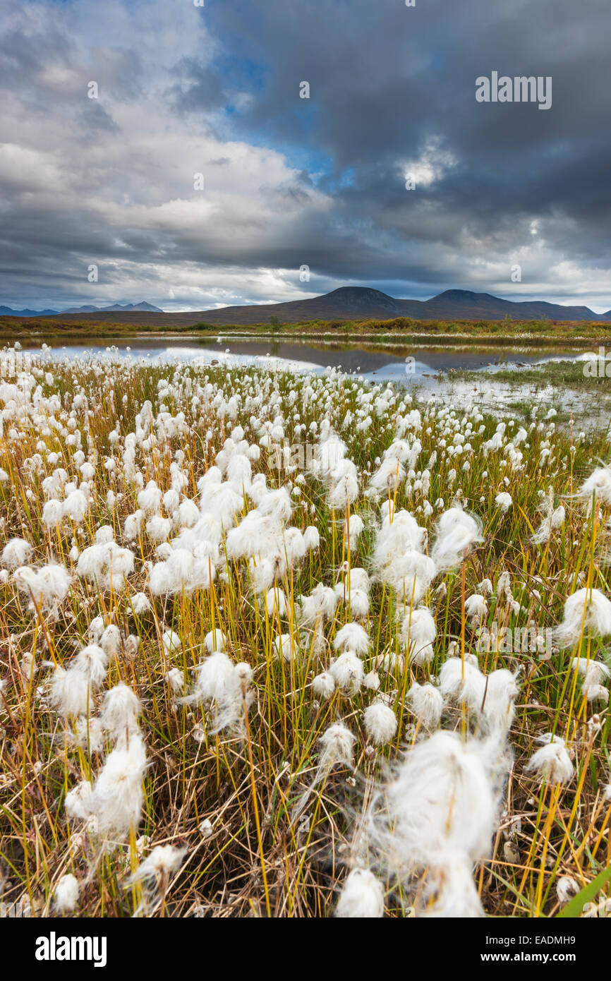 Alaska cotton grass hires stock photography and images Alamy