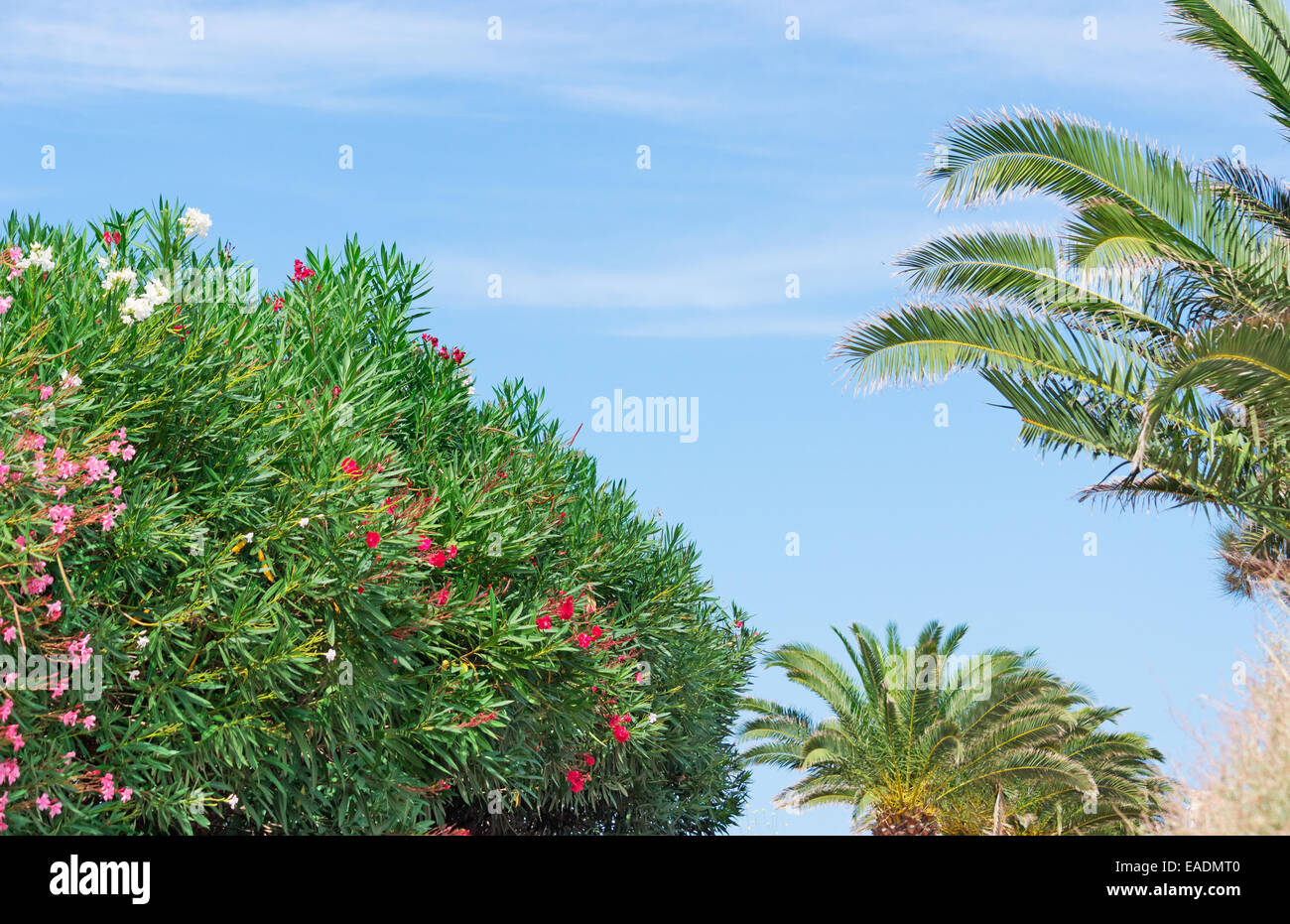 tree under a blue sky with clouds in Sardinia, Italy Stock Photo - Alamy
