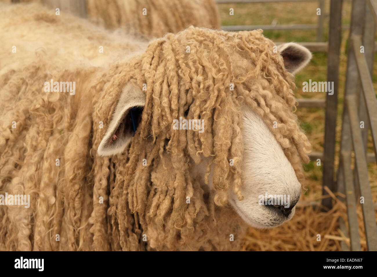 A Lincoln Longwool sheep. Lincolnshire, England. Stock Photo