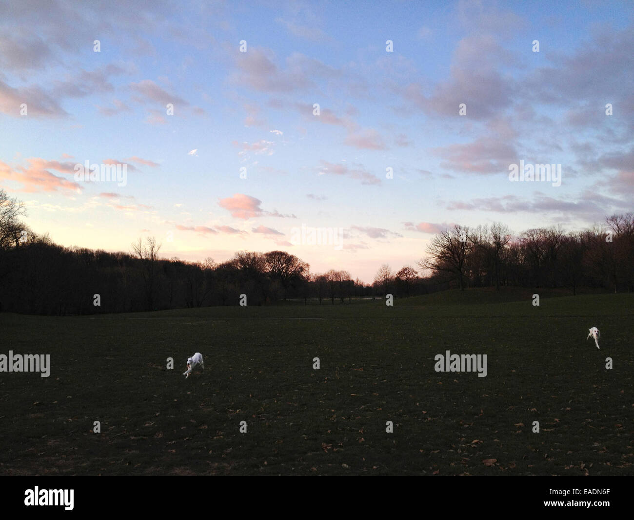 two dogs running in empty field in park at sunrise. Stock Photo