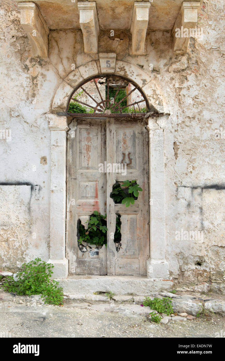 A fig tree is growing out of the holes in an old wooden door of a derelict building in Assos, Kefalonia. Stock Photo
