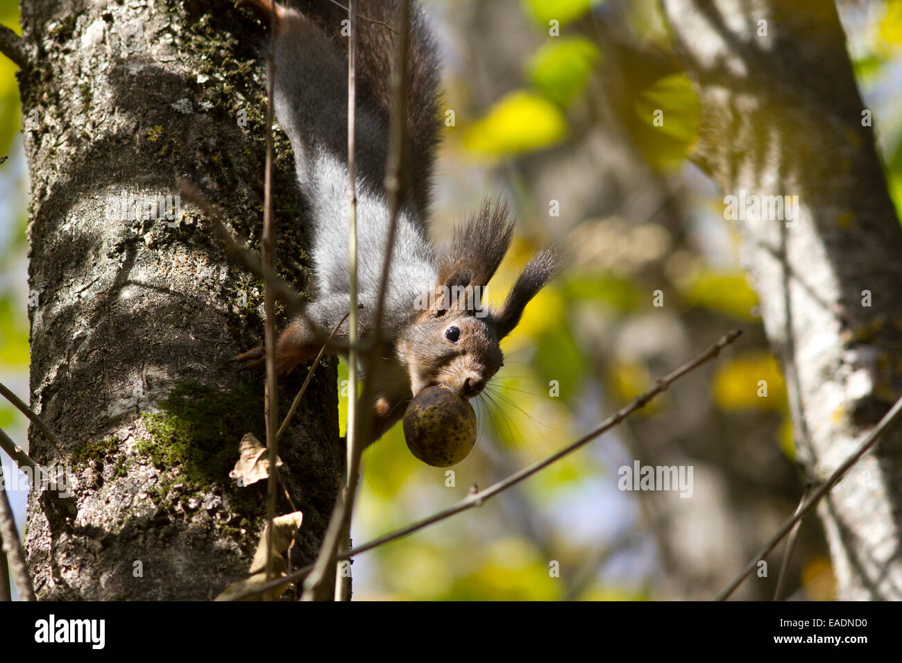 The squirrel on a tree trunk that holds the fruit of the walnut in the teeth Stock Photo