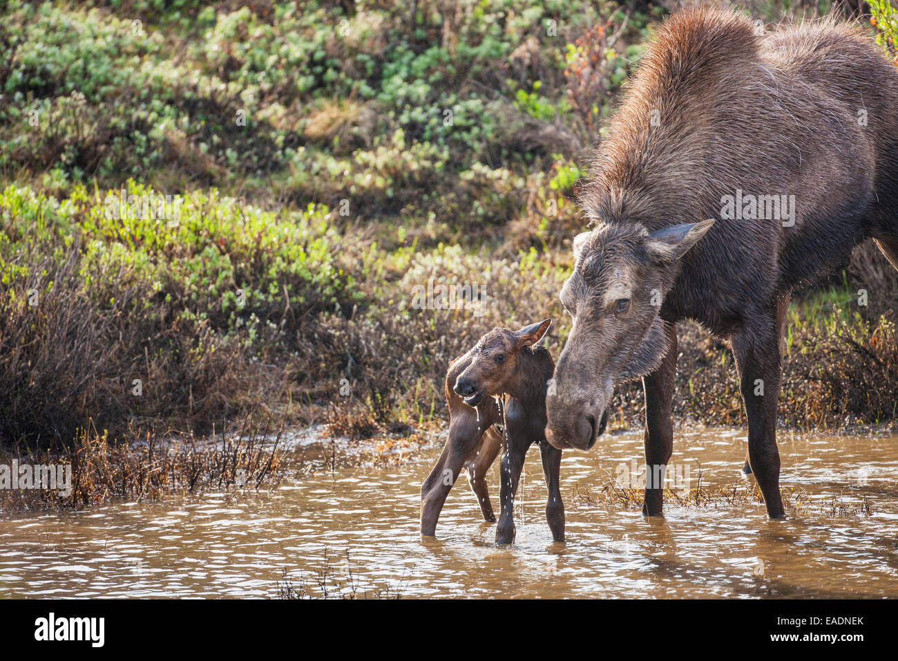 Cow moose defends her newly born calf from the Grant Creek wolf pack in Denali National Park, Interior Alaska Stock Photo