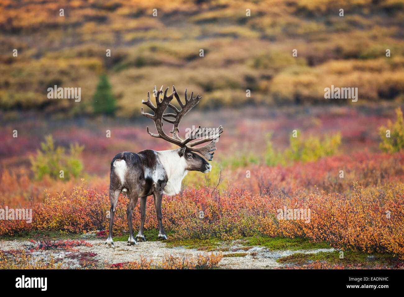 Bull caribou in velvet antlers stands in the colorful autumn tundra in Denali National Park, Interior Alaska Stock Photo