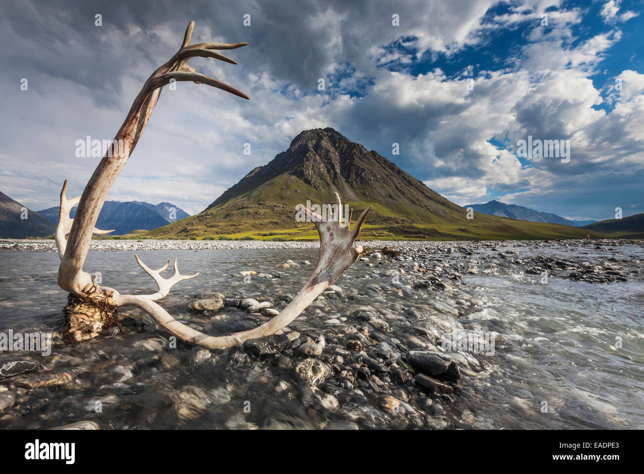 Caribou antlers in the Marsh Fork of the Canning river, Arctic National Wildlife Refuge, Brooks range mountains, Alaska. Stock Photo