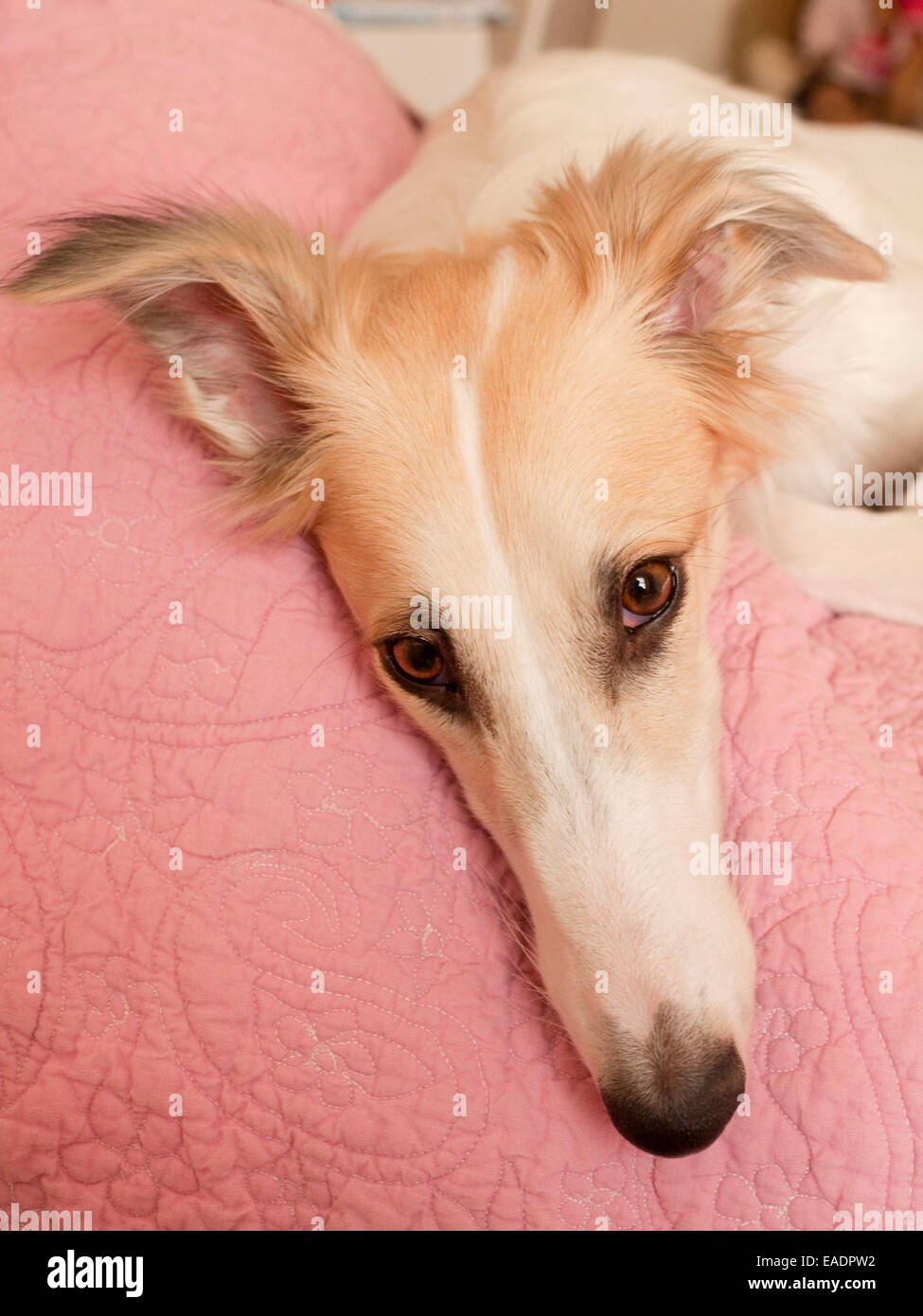 dog resting head on bed Stock Photo