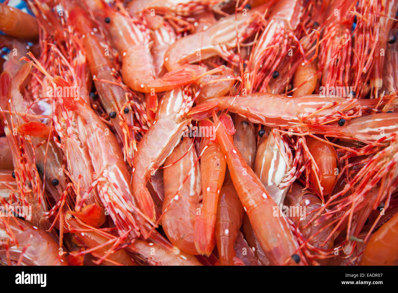 Fishing,Alaska,Full Frame,alaskan prawn Stock Photo