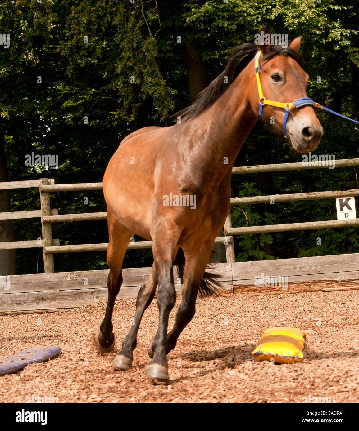 Horse lunging. Horses work and train Stock Photo