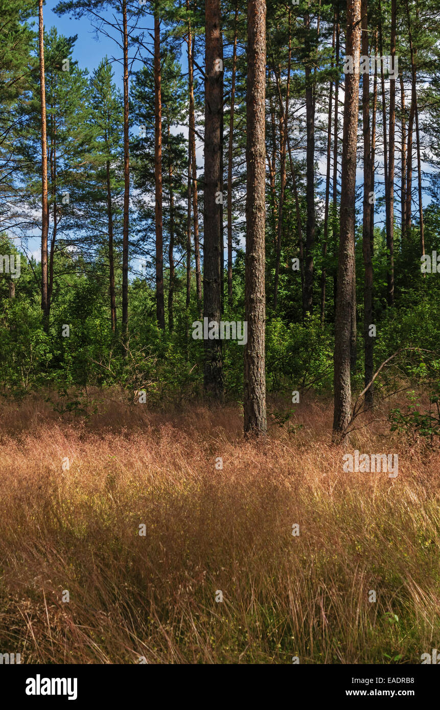 Sunny day in pine forest Stock Photo - Alamy