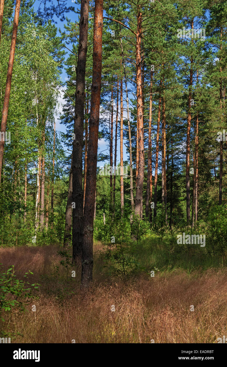 Sunny day in pine forest Stock Photo - Alamy