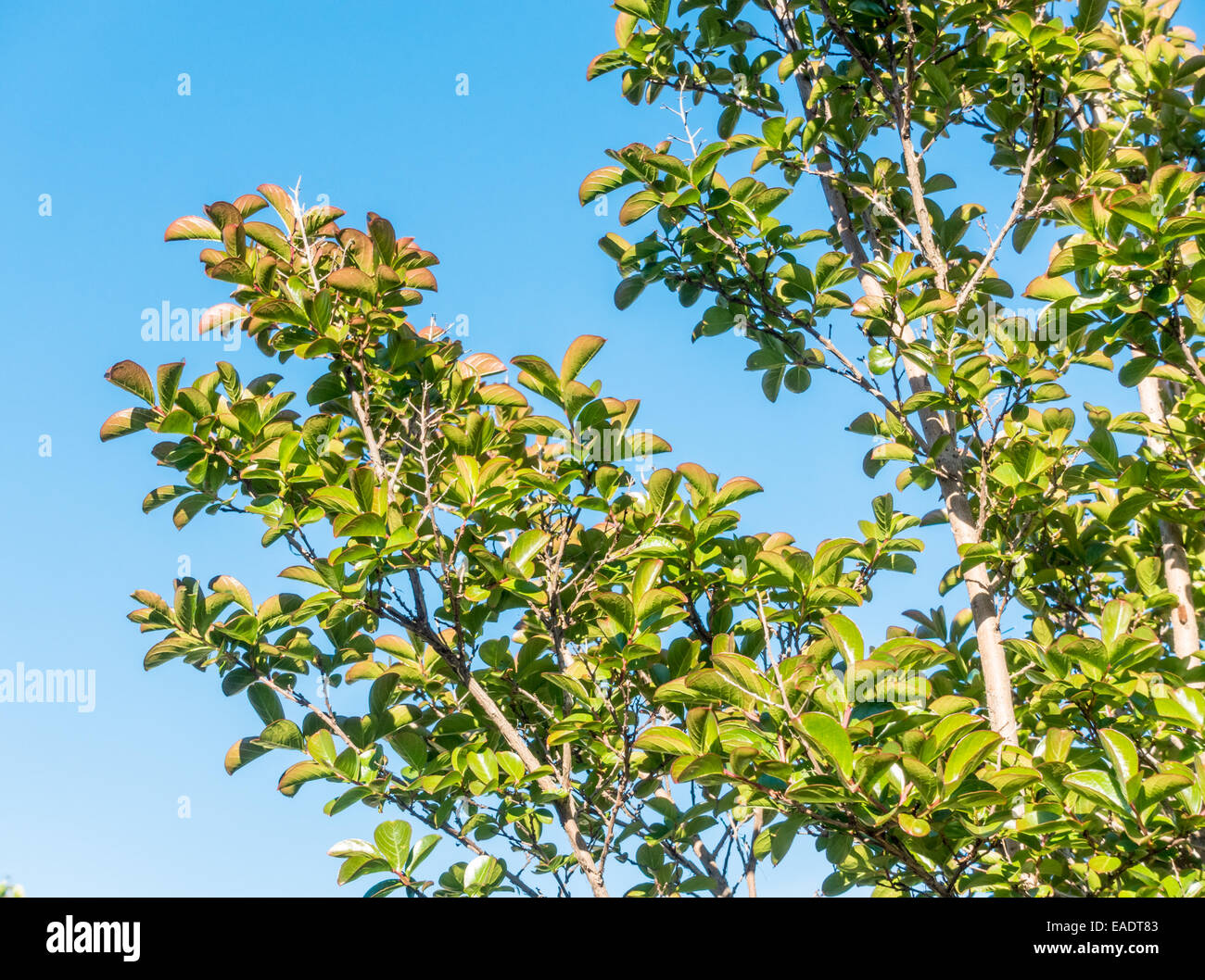 Foliage closeup of Crepe Myrtle, Lagerstroemia indica x fauriei sioux shown against bright blue sky Stock Photo