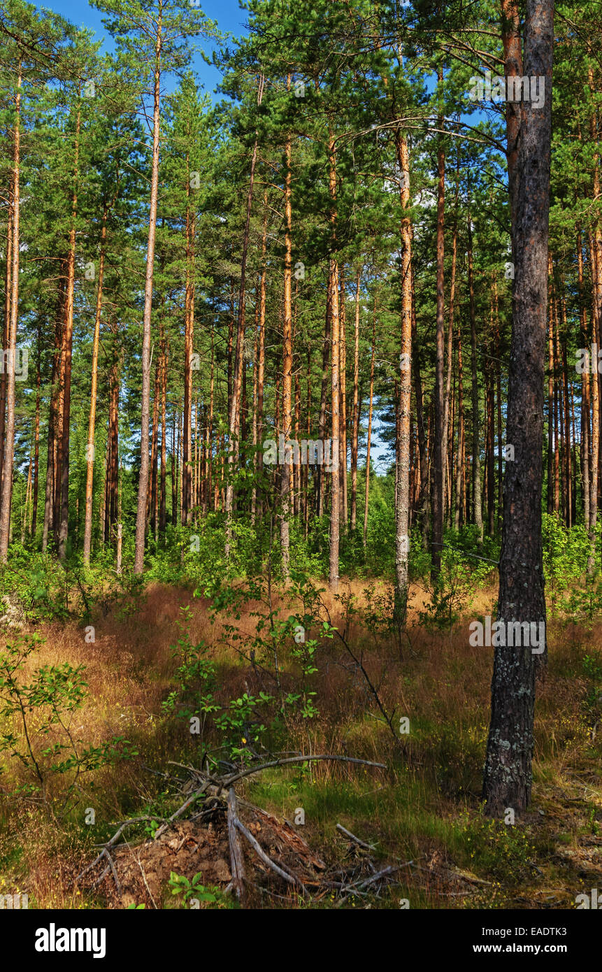 Sunny day in pine forest Stock Photo - Alamy