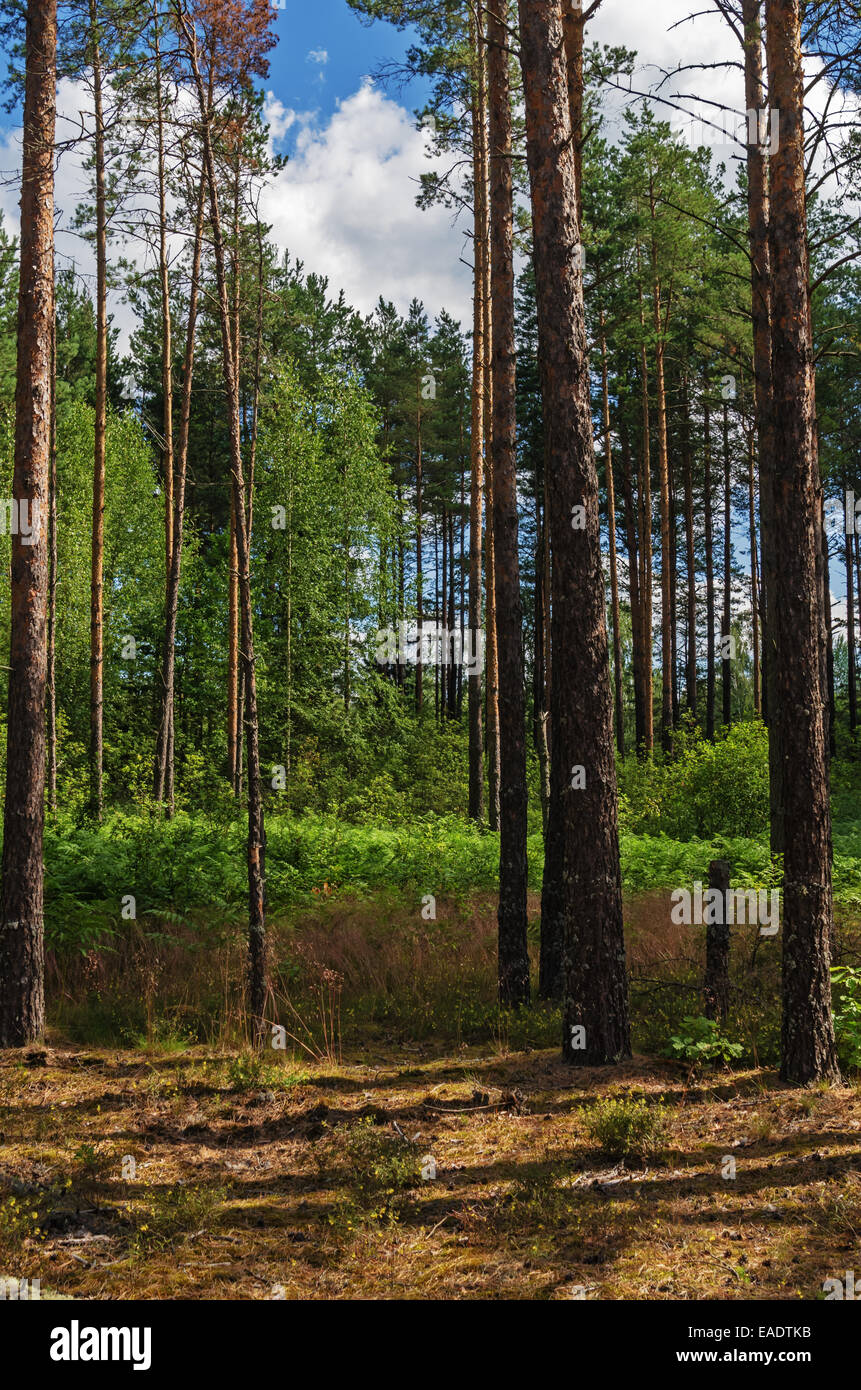 Sunny day in pine forest Stock Photo - Alamy