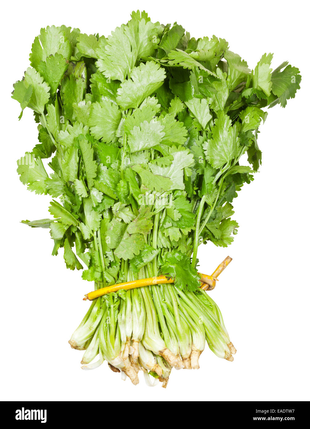 fresh coriander leaves in bunch isolated on white background Stock